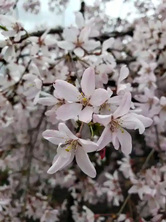 福蔵院(東京都)