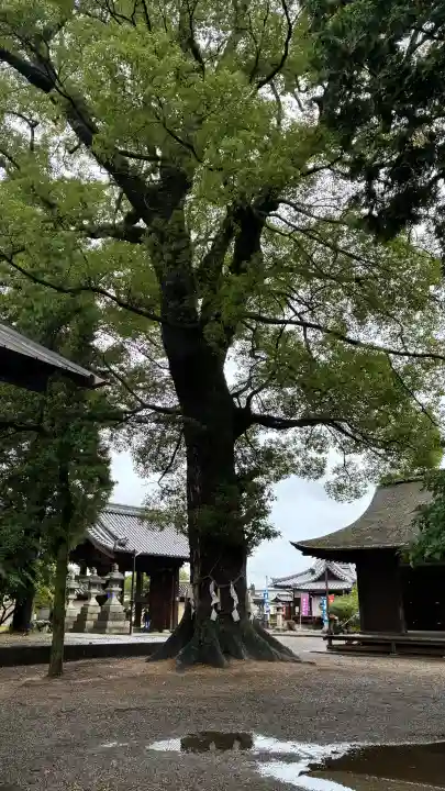 大宝神社(滋賀県)