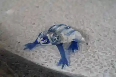 金剛宝寺（紀三井寺）(和歌山県)