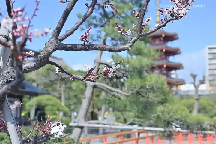 川崎大師(平間寺)の自然