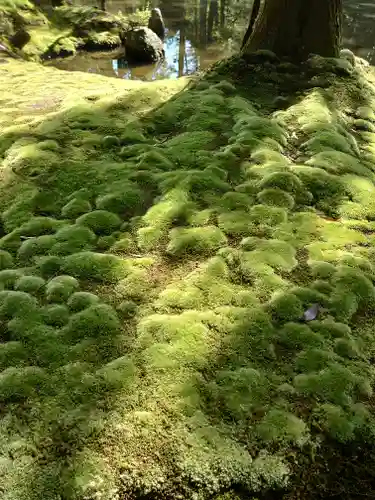 西芳寺の庭園