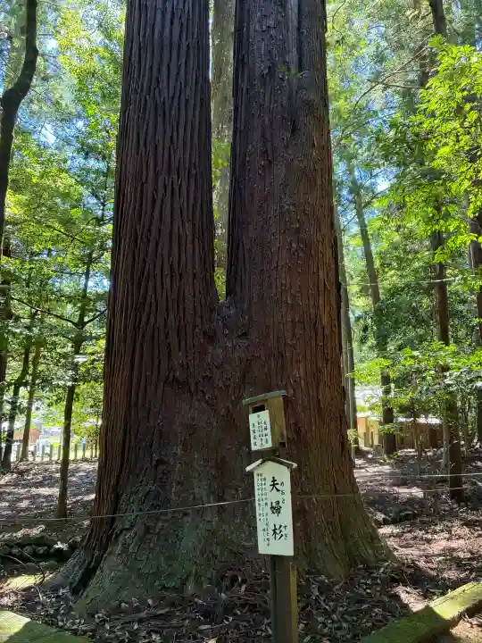 若狭彦神社(上社)(福井県)
