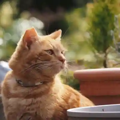 天王山 安楽寺(福井県)