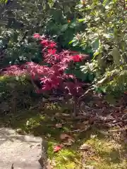 總社 和田八幡宮の自然