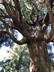 中畑神社の自然