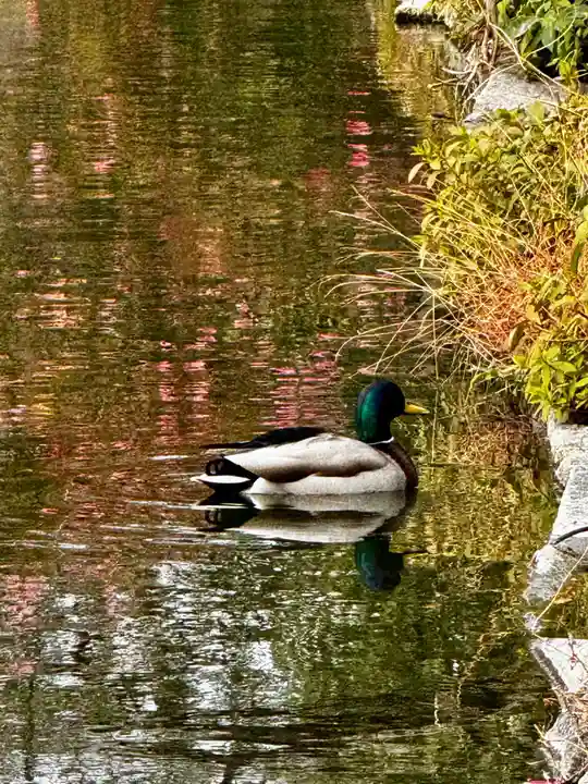 神泉苑(京都府)