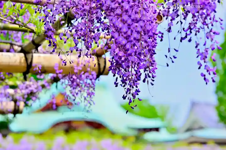 亀戸天神社(東京都)