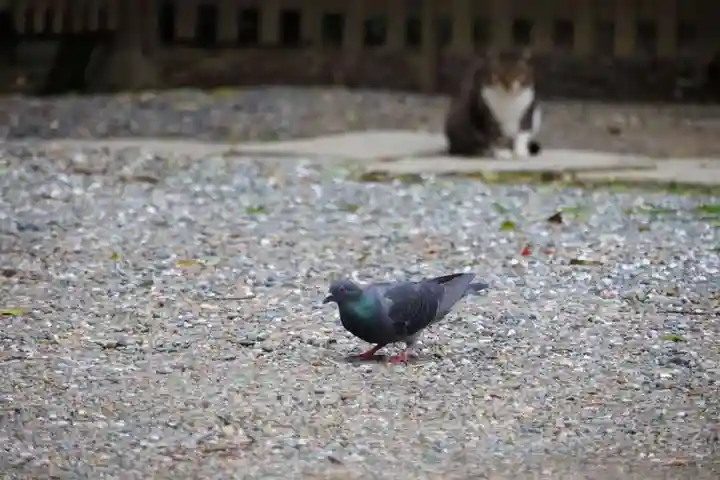 阿邪訶根神社の動物