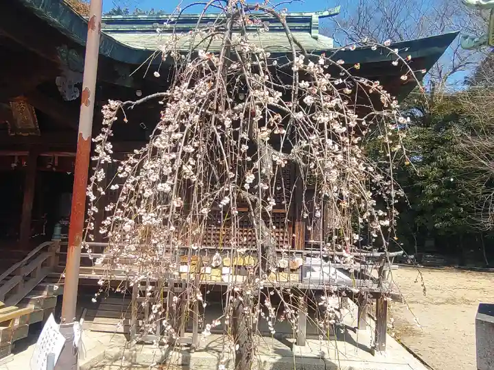 小名浜諏訪神社 ~海の鎮守様~の自然