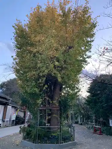 矢向日枝神社の自然