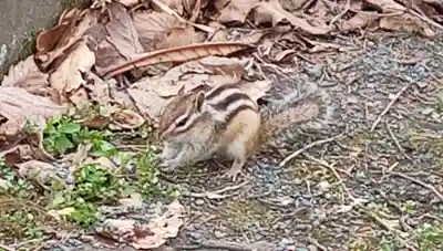留辺蘂神社(北海道)