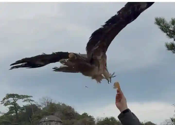 恵比須神社の{uncategorized: "未分類", other: "その他", undefined: "問題あり", building: "その他建物", grave: "お墓", sacred_gate: "鳥居", guardian: "狛犬", statue: "像", buddha: "仏像", history: "歴史", nature: "自然", garden: "庭園", animal: "動物", pagoda: "塔", temizu: "手水舎", mountain_gate: "山門・神門", sanctuary: "本殿・本堂", subordinate: "末社・摂社", art: "芸術", scenery: "景色", jizo: "地蔵", ema: "絵馬", goshuin: "御朱印", omikuji: "おみくじ", items: "授与品その他", amulet: "お守り", goshuincho: "御朱印帳", eats: "食事", festival: "お祭り", votive_dance: "神楽", shichigosan: "七五三参", wedding: "結婚式", experience: "体験その他", initially: "初詣", around: "周辺", anti_infection: "感染症対策"}