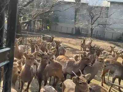 三嶋大社(静岡県)