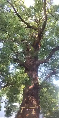 上野東照宮(東京都)