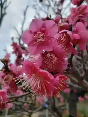 中野沼袋氷川神社(東京都)