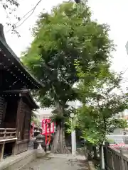 櫻木神社の自然