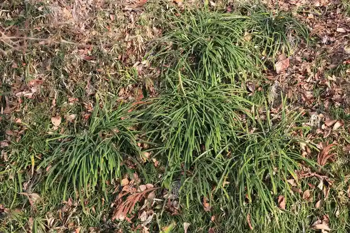 阿久津「田村神社」(郡山市阿久津町)旧社名:伊豆箱根三嶋三社の自然