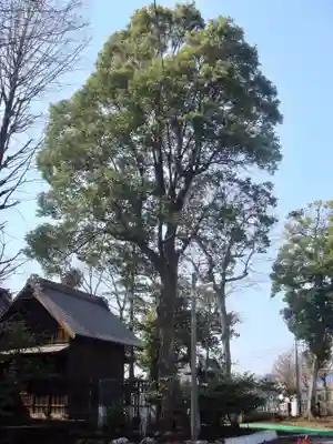 牟礼神明社の自然