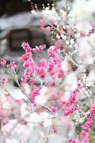 石山寺の御朱印