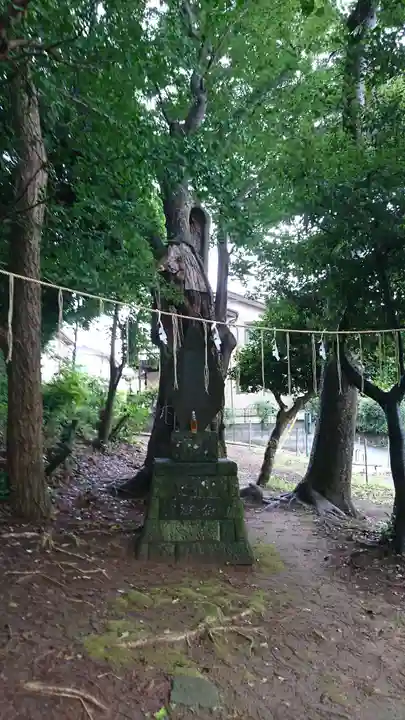 山野浅間神社の自然
