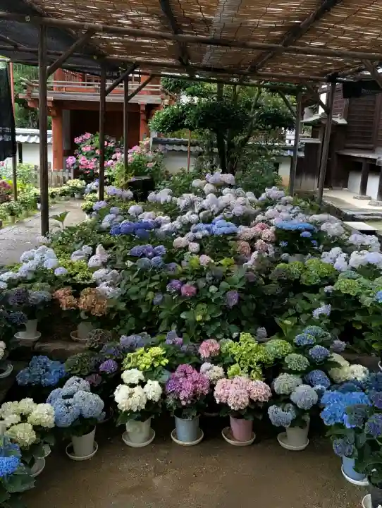 岡寺(龍蓋寺)(奈良県)
