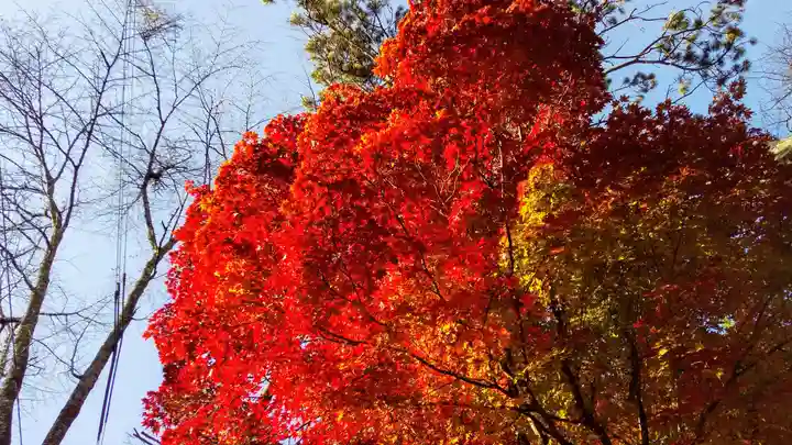 新得神社の自然