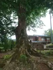 野巻椋神社の自然