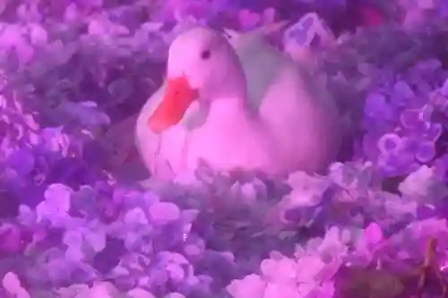 楽法寺（雨引観音）の動物