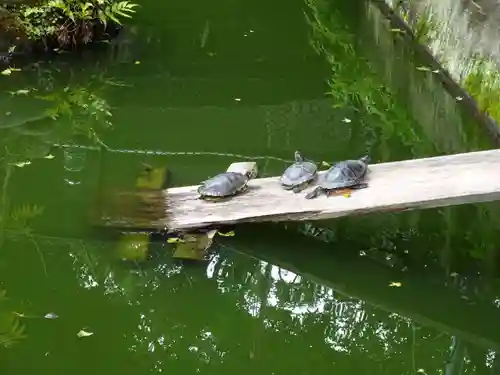 海南神社の動物