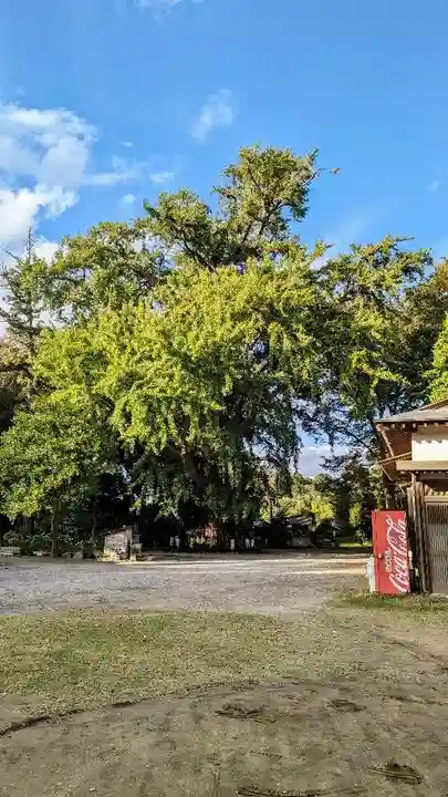 飯綱神社の自然
