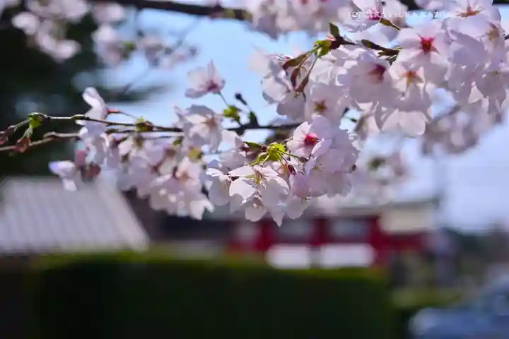 川和八幡神社(神奈川県)