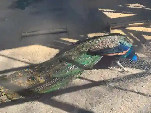 岩槻久伊豆神社(埼玉県)