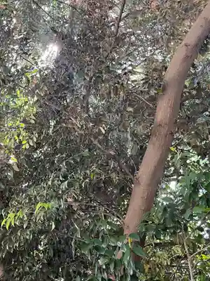 柏諏訪神社(千葉県)