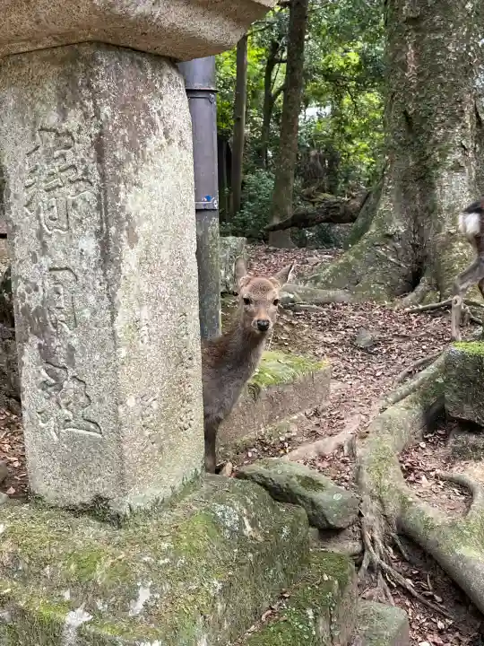 春日大社(奈良県)