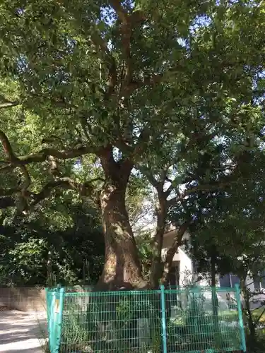 七狩長田貫神社の自然