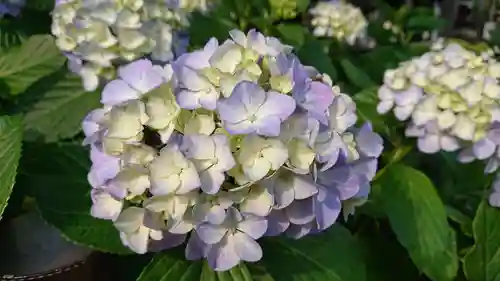 白山神社の自然