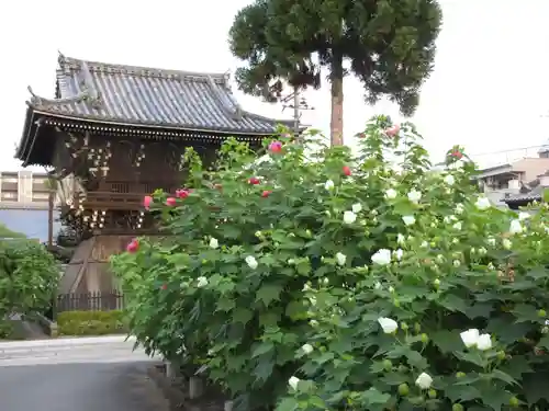 妙蓮寺の庭園