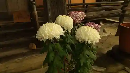 鹿嶋三嶋神社の自然