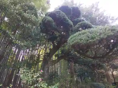 報国寺(神奈川県)