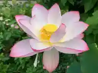 普門寺(切り絵御朱印発祥の寺)の自然