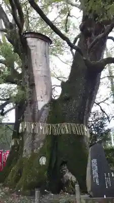 月見里神社の自然