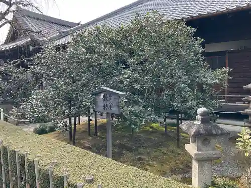 地蔵院（椿寺）(京都府)