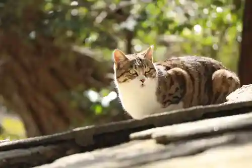 玉野御嶽神社(愛知県)
