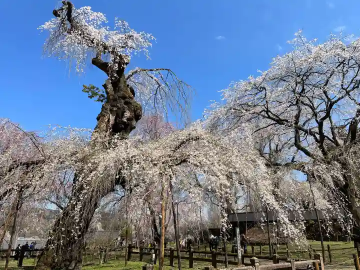 清雲寺(埼玉県)