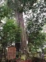 須佐神社の自然