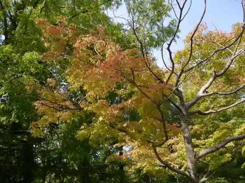 彌高神社の自然