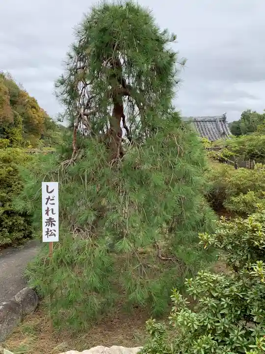 長泉寺(埼玉県)