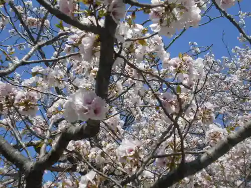 極楽寺（霊鷲山感應院極楽律寺）の自然