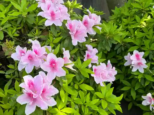 岡山神社の自然
