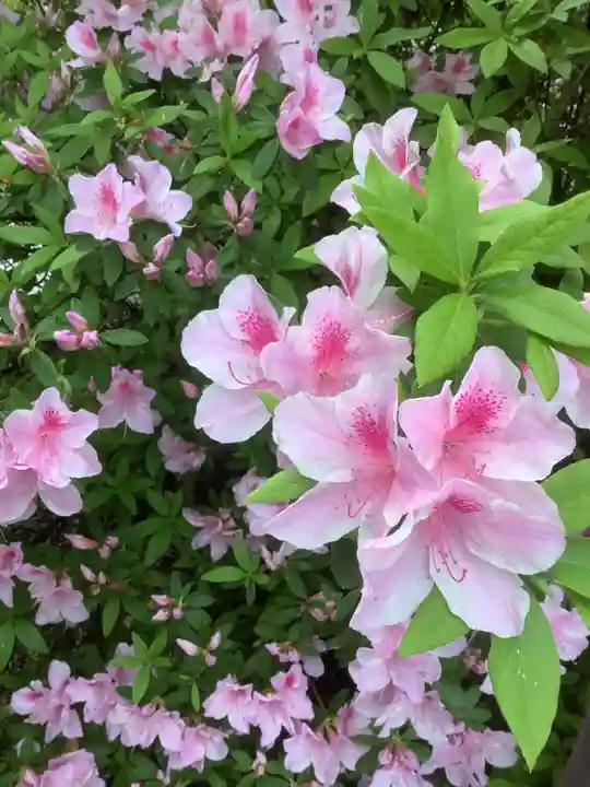 田縣神社の自然